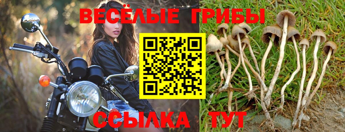 Псилоцибиновые грибы GOLDEN TEACHER Канаш